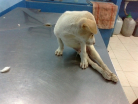 Accident-spinal injury--a before