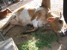 Lakshmi-side of road after being hit