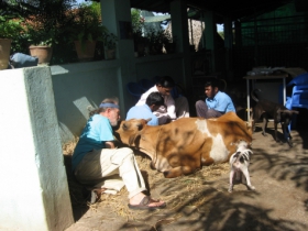 Lakshmi in Shelter being worked on