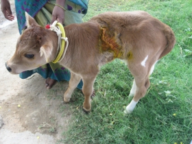 calf C after