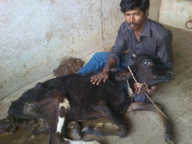 1C. _9_month_old__calf_2_at_Ghoshala_before_rescue