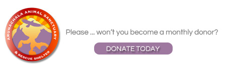 monthly donor compassion button