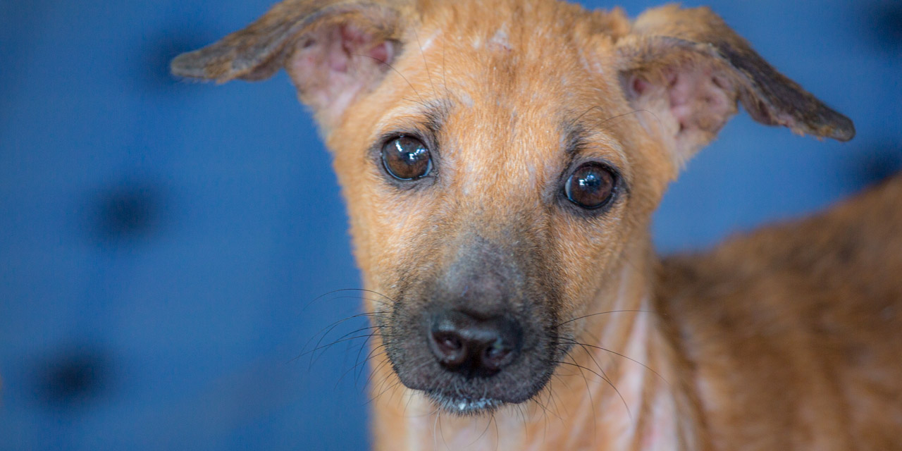 09-20121226115325-RD_20503