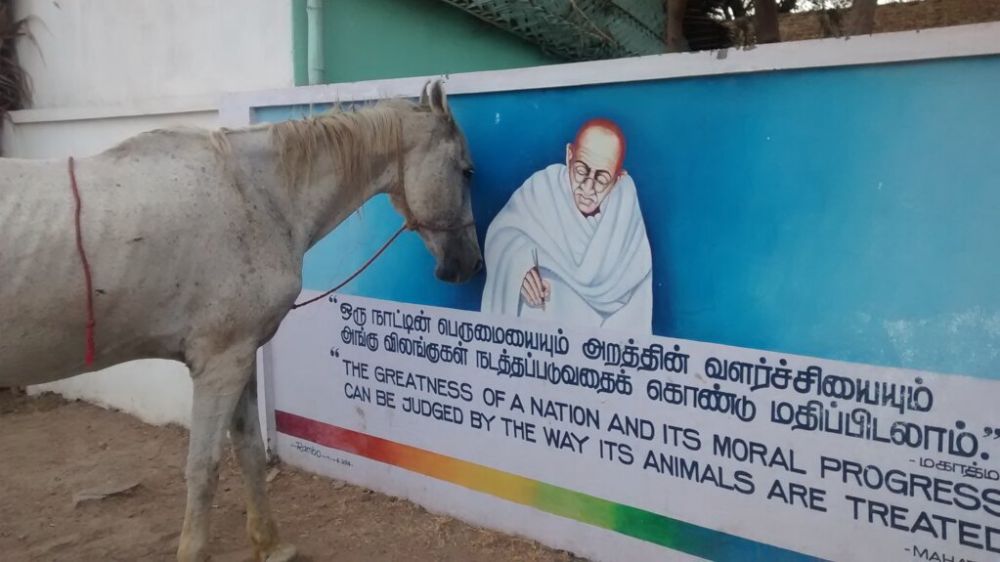 Welcome to our beloved Shelter