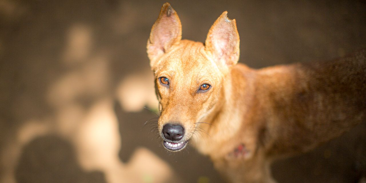 11-20121226113456-RD_20331